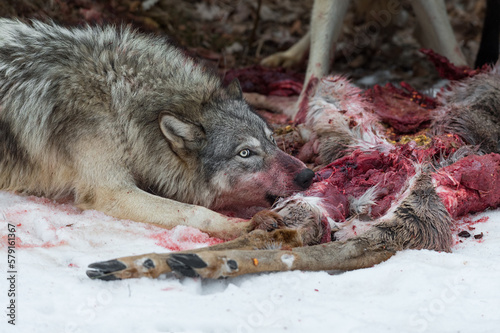 Obraz na płótnie Grey Wolf (Canis lupus) Gnaws at Deer Leg Winter w salonie