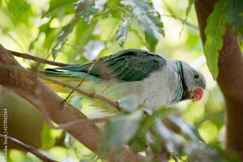 the malabar parakeet is perched in a trere photo