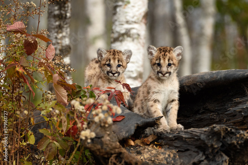 Cougar Kittens (Puma concolor) Look Out From Atop Log Autumn