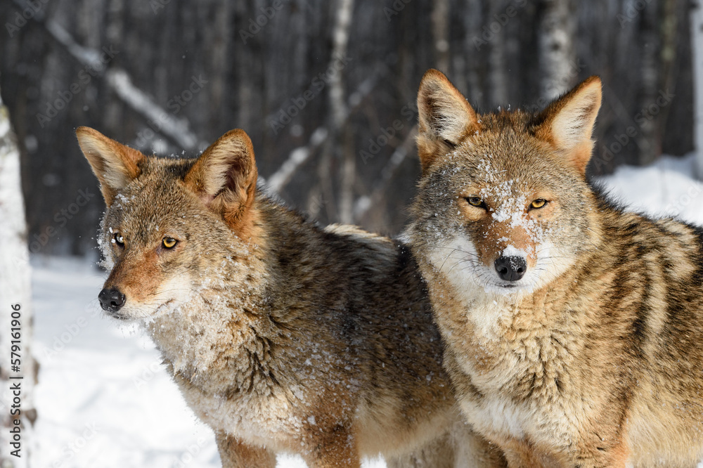 Coyotes (Canis latrans) Stand Side by Side Looking Out Winter