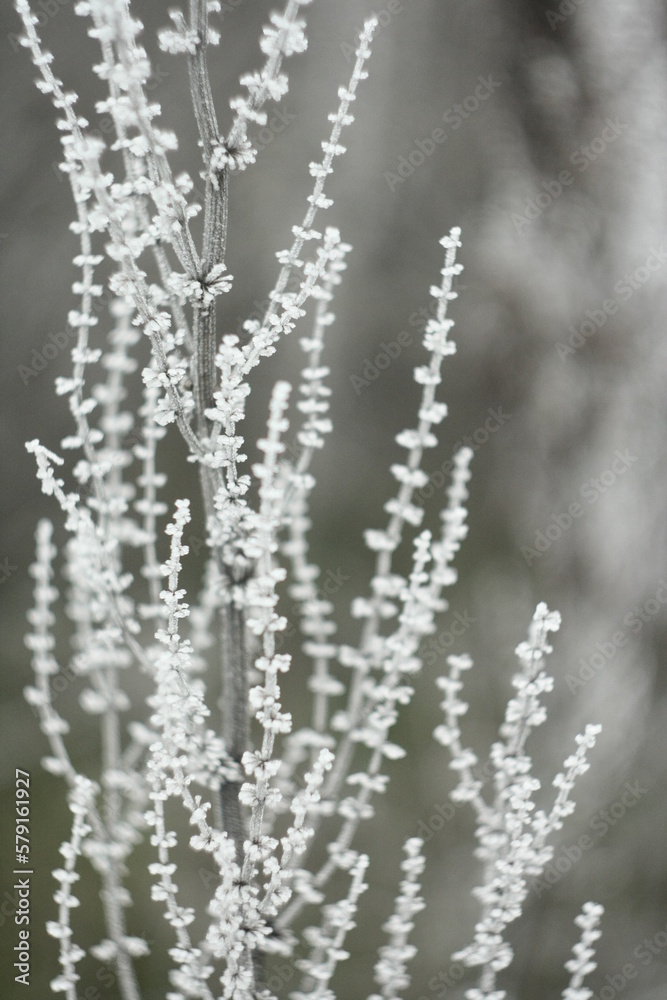 Frost on the grass Frost on the grass