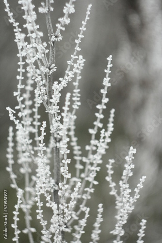 Frost on the grass © Ani