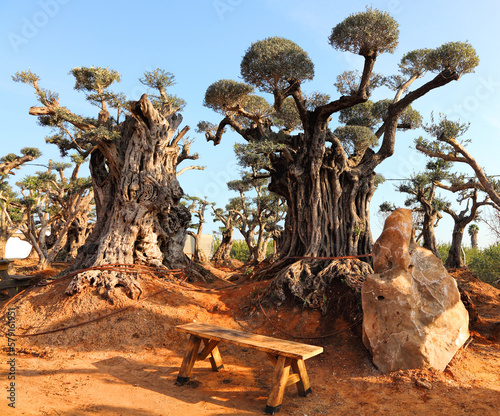 Ancient olive trees with knobby gnarly giant trunks and roots (several hundred years old) regenerate and reborn on the plantation. Olive Road Nursery. Derech hazayit. Israel photo