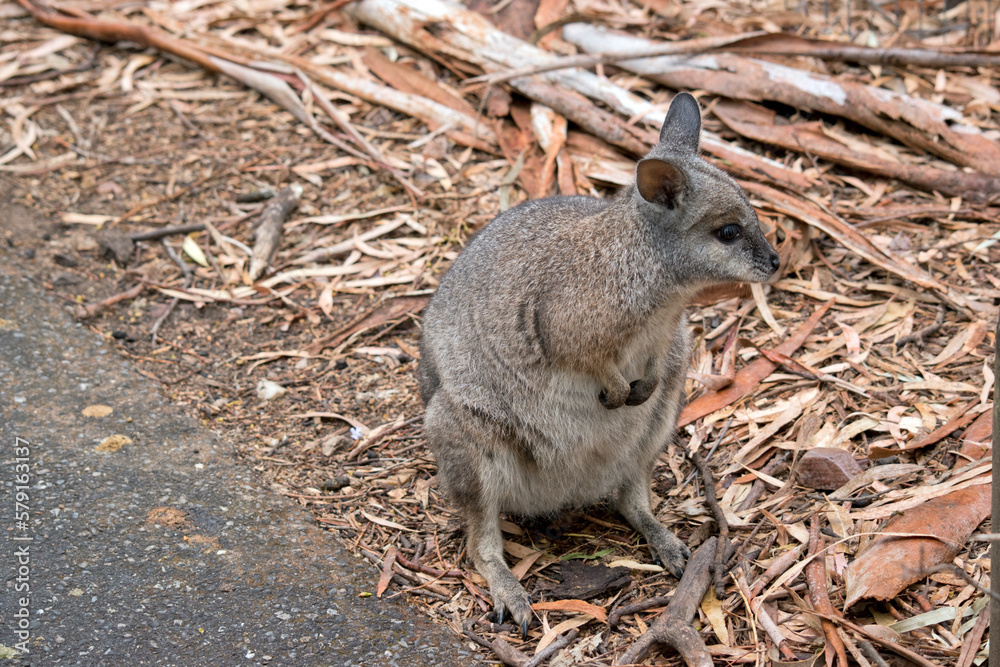 the tammar wallaby is standing up on its hind legs the tammar wallaby is standing up on its hind legs
