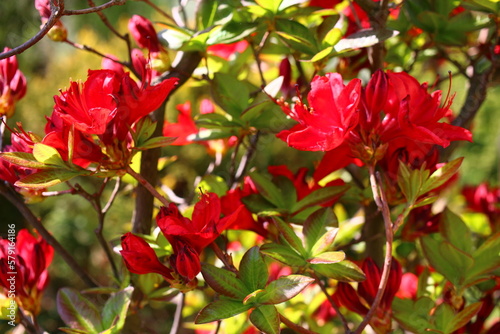 rhododendron azalia r    anecznik