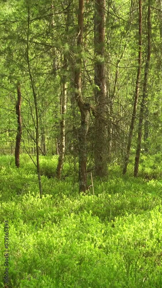 Vertical video of a beautiful green trees at sunny day, with white butterfly