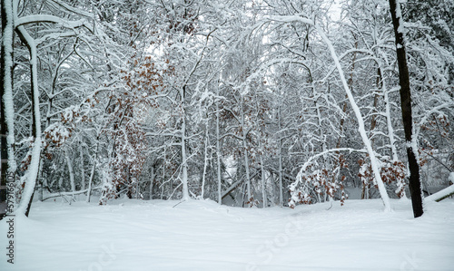 Snowy winter scene in a forest in Minnesota with snow covered trees and branches, after a recent heavy snow storm.