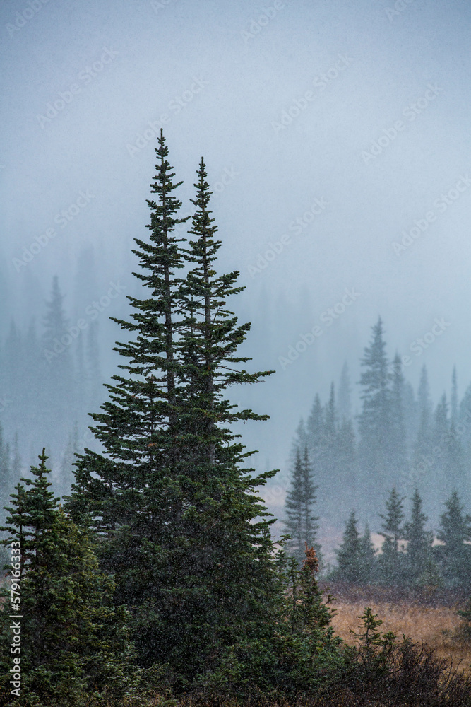 First Snow Fall on confers in the Colorado Mountains First Snow Fall on confers in the Colorado Mountains