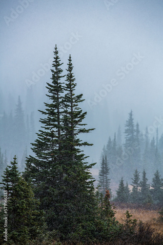 First Snow Fall on confers in the Colorado Mountains