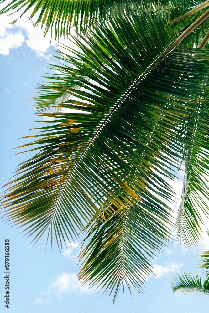 Exotic flowers Palm branch of French Polynesia