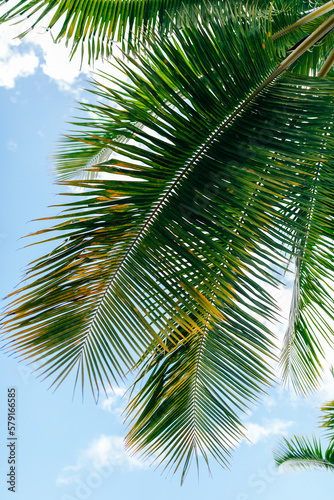 Exotic flowers Palm branch of French Polynesia © Irina B