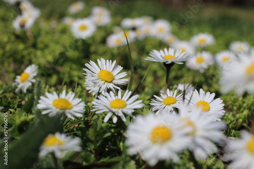 Daisies on a spring meadow