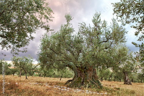 Giano dell’Umbria, Perugia, Italy: very ancient olive tree, 1700 years old
