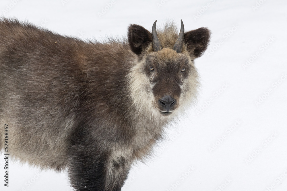 Obraz premium 冬の森で撮影した野生の日本カモシカ