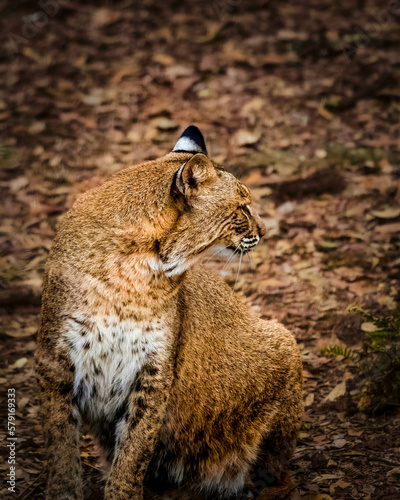 Florida Bobcat in the wild