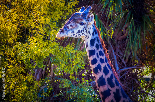 Canvas Print giraffe in the wild