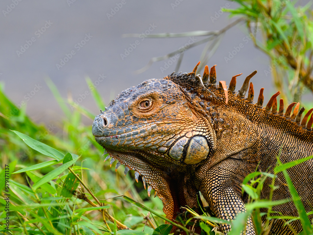 Obraz premium Green Iguana closeup portrait in Costa Rica