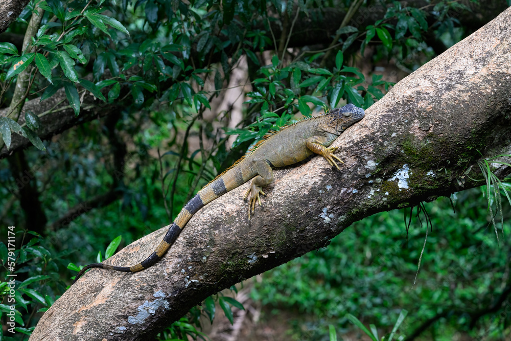 Green Iguana on tree trunk in Costa Rica