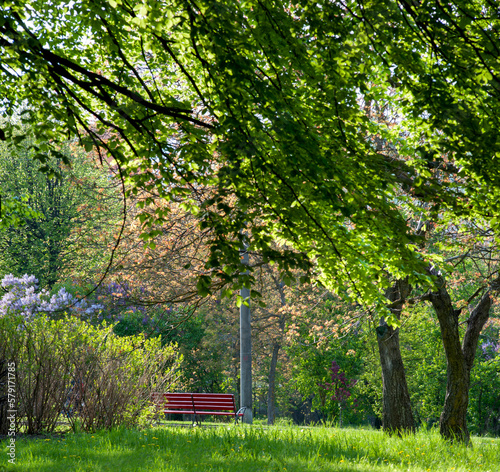 lawns in the park in spring, the trees are bright and blooming