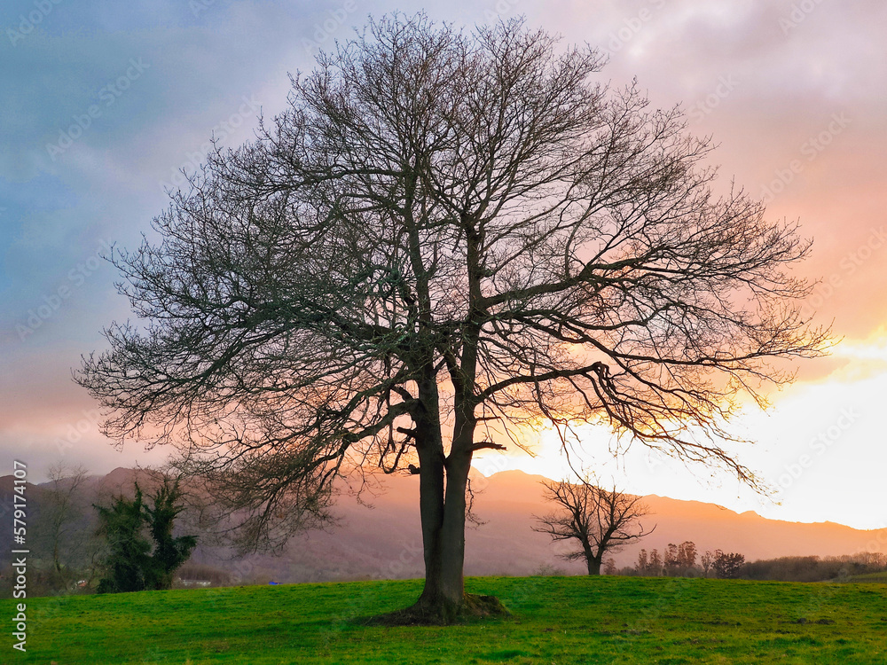Oak tree and rural landscape near Ceceda village, Nava municipality, Asturias, Spain
