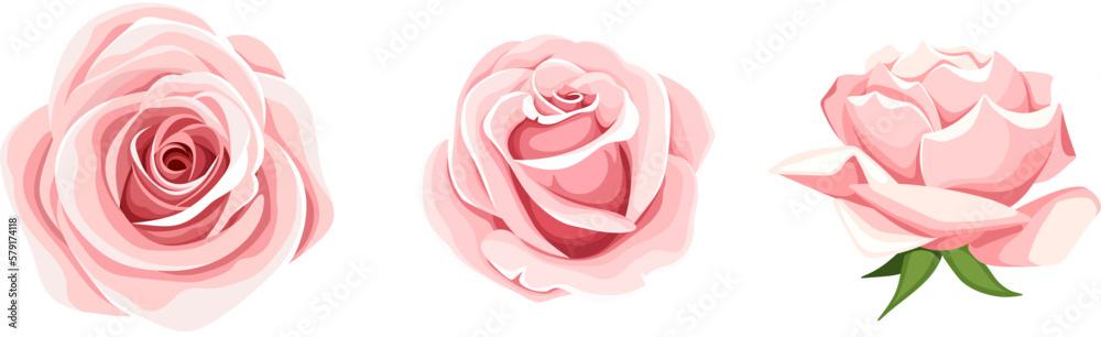 Roses. Set of three pink rose flowers isolated on a white background. Vector illustration - obrazy, fototapety, plakaty 