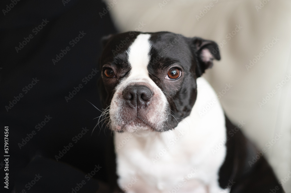 Portrait of a Boston Terrier. She is looking at the camera with a soft gentle look and her ears back and relaxed. She is looking at the camera.