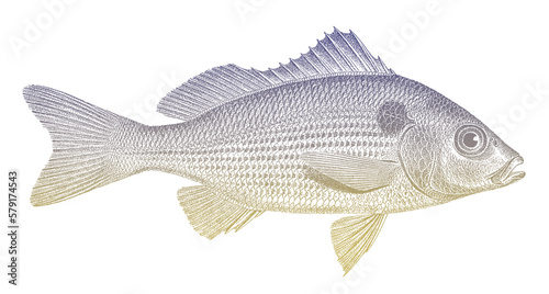 Shining grunt haemulopsis nitidus, tropical marine fish from eastern Pacific