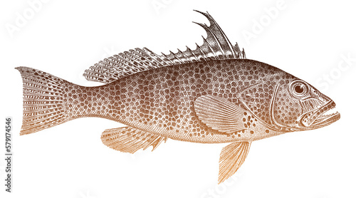 Spotted bay bass paralabrax maculatofasciatus, marine fish from central Pacific