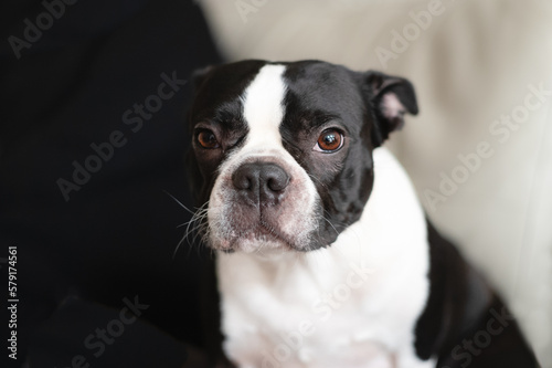Fototapeta Naklejka Na Ścianę i Meble -  Portrait of a Boston Terrier. She is looking at the camera with a soft gentle look and her ears back and relaxed. She is looking at the camera.