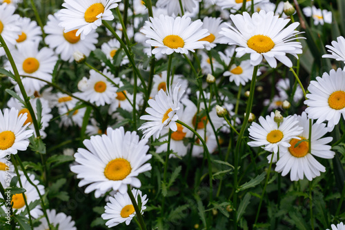 Glade with white chamomiles. Beautiful wild summer flowers. Natural and floral background. Copy space