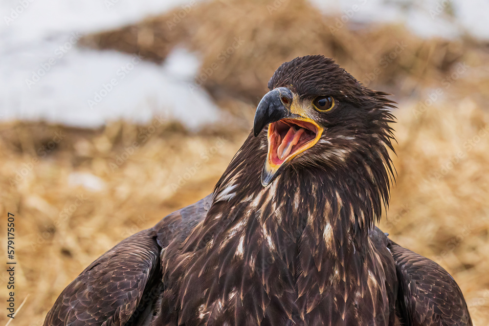 Fototapeta premium young bald eagle (Haliaeetus leucocephalus) a close-up portrait of him screaming