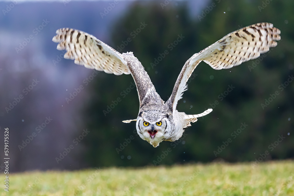 Fototapeta premium great horned owl (Bubo virginianus) flies screaming