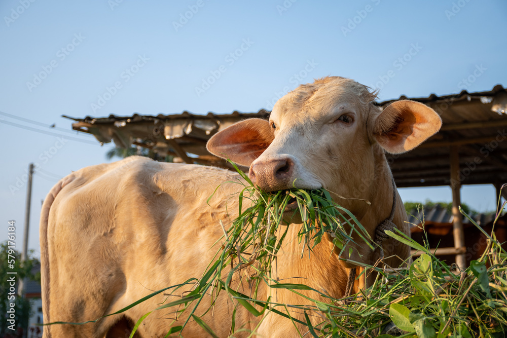 close up shot of young cow eating grass in countryside of thailand - obrazy, fototapety, plakaty 