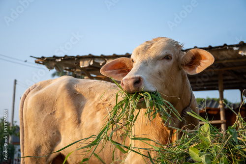 close up shot of young cow eating grass in countryside of thailand