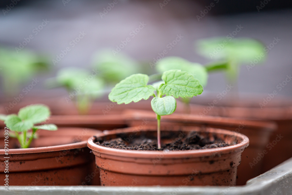 A close up of young seedlings in pots, with a shallow depth of field