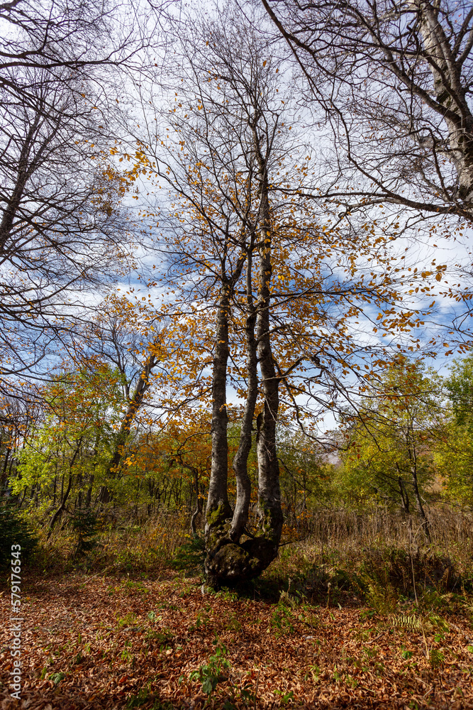 the beginning of autumn in the highlands, nature walks, panoramic views of the mountains, routes and recreation in the mountains. the beginning of autumn in the highlands, nature walks, panoramic views of the mountains, routes and recreation in the mountains.