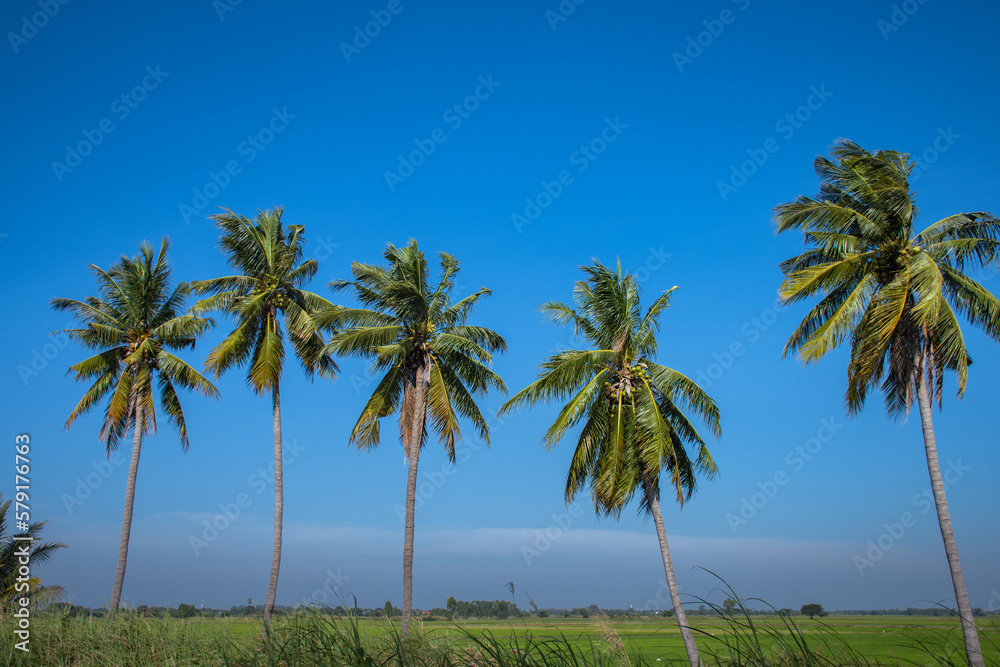 coconut trees lined up againts blue sky and green field at roadside in thailand coconut trees lined up againts blue sky and green field at roadside in thailand