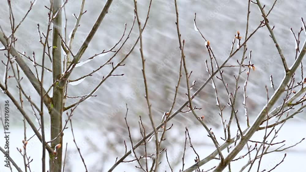 Tree branches on the background of snowfall Tree branches on the background of snowfall