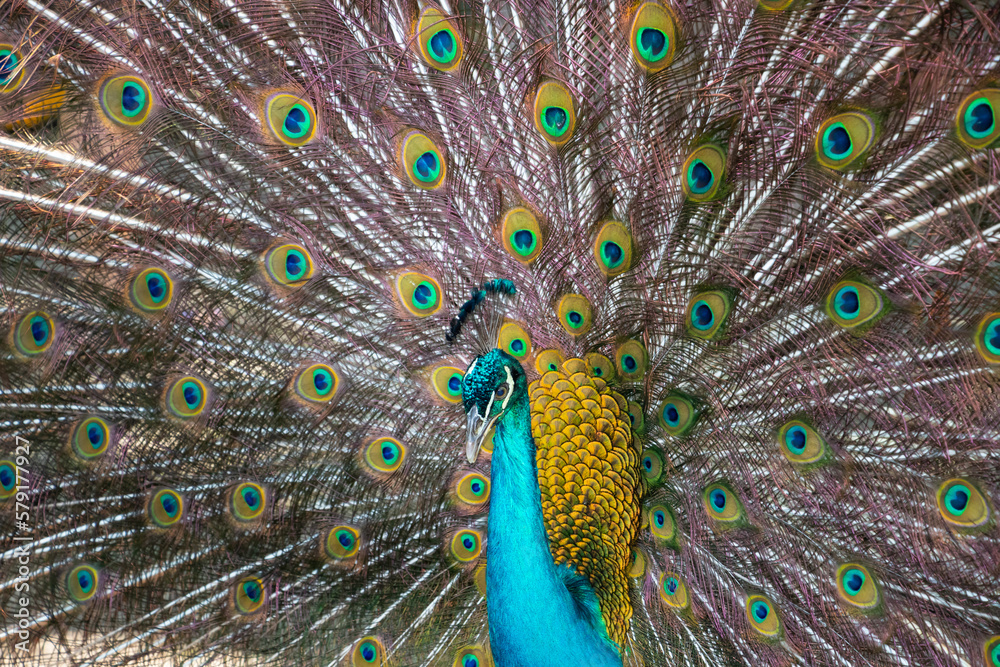 Naklejka premium Male Peacock, Peafowl