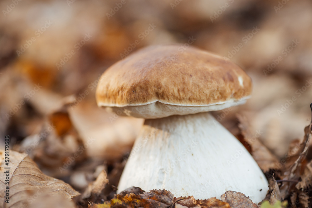 A close up shot of the king of edible mushroom - Boletus edulis, porcini. Cep with a brown cap and thick stem found in autumn forest A close up shot of the king of edible mushroom - Boletus edulis, porcini. Cep with a brown cap and thick stem found in autumn forest