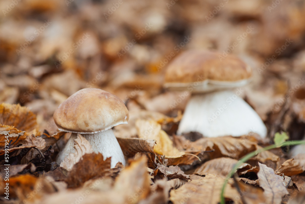Delicious porcini mushrooms in autumn forest, close up. Edible presents of nature in the woods, picking white ceps in fall Delicious porcini mushrooms in autumn forest, close up. Edible presents of nature in the woods, picking white ceps in fall