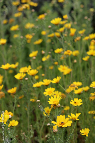 Beautiful wild flowers photo. Spring season in Israel. 