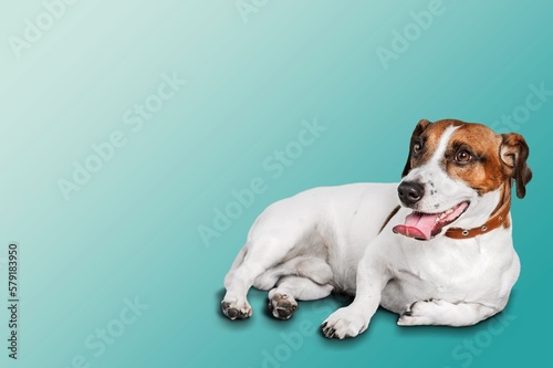 Cute happy dog sleeping on color background
