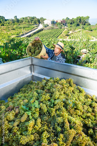 Young man winemaker in hat loading harvest of grapes to agrimotor