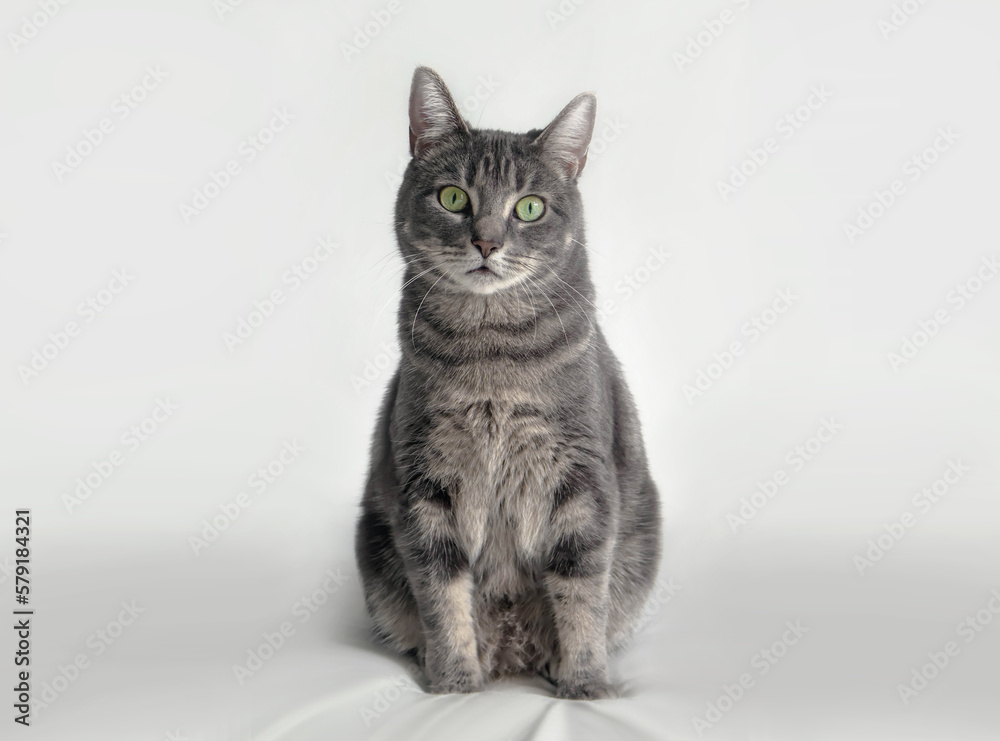 Gray Cat Sitting
