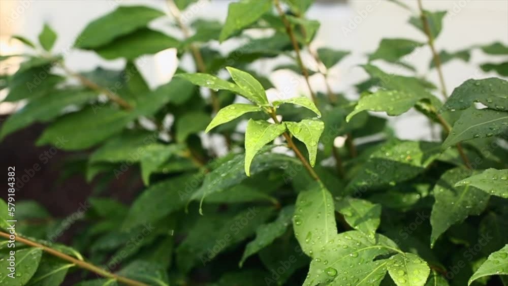 Bush Leaves with Dew Blowing in Breeze, After Rain, Sparrows Singing in Background Audio