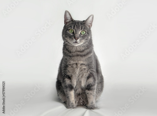 Gray Cat Sitting © Caro