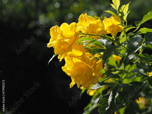 Yellow Elder, Magnoliophyta, Angiospermae of name Gold Yellow color trumpet flower, ellow elder, Trumpetbush, Tecoma stans blurred of background beautiful in nature Flowering flower photo