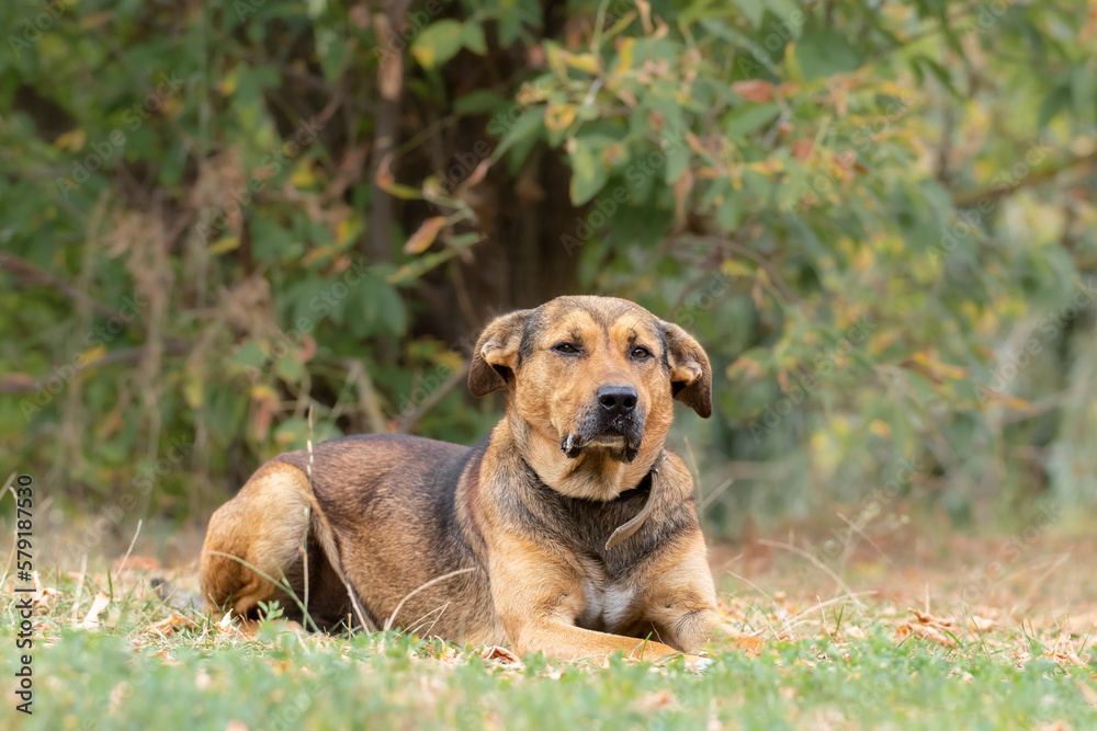 Obraz premium Dog in the Grass.A large dog lies in the grass in an autumn park.The theme of animals.
