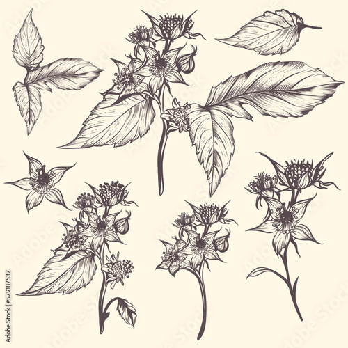 Collection of vector hand drawn raspberry flowers